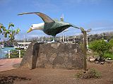 Galapagos 5-1-10 Puerto Ayora Waved Albatross Statue If you didn�t get a chance to see a waved albatross, there is a large one in Puerto Ayora.